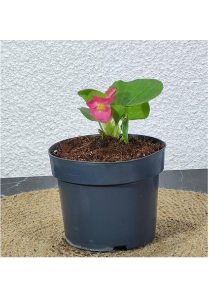 Begonya Şeker Mini Pembe (Begonia Xsemperflorens) 10-20 cm