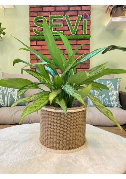 El yapımı hasır sepet ve saksı, doğal peyzaj dekoru, 2 parçalı şık tasarım fırsatları