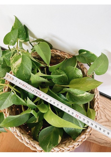 Şık Orta Boy Sarı Hasır Sepet, Ev ve Dekor İçin Harika Bir Seçenek modelleri