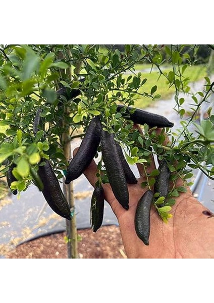 Nadir Bir Çeşit Tüplü Byron Kırmızı Fingerlime(Parmak) Limon Yaş 3 Boy 120-150 cm