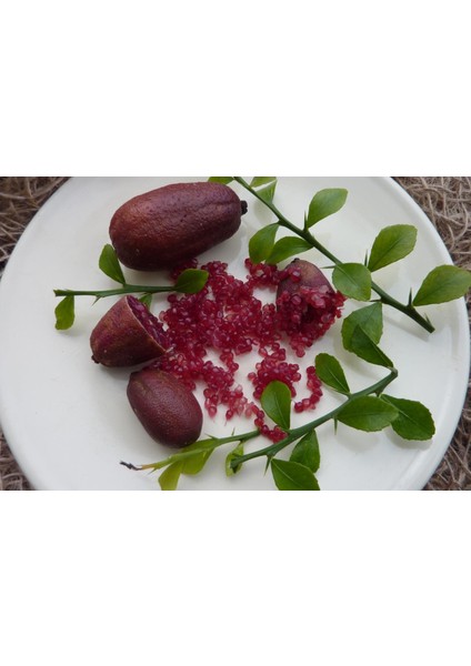 Nadir Bir Çeşit Tüplü Byron Kırmızı Fingerlime(Parmak) Limon Yaş 3 Boy 120-150 cm
