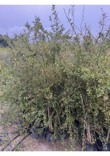 Nadir Bir Çeşit Tüplü Byron Kırmızı Fingerlime(Parmak) Limon Yaş 3 Boy 120-150 cm