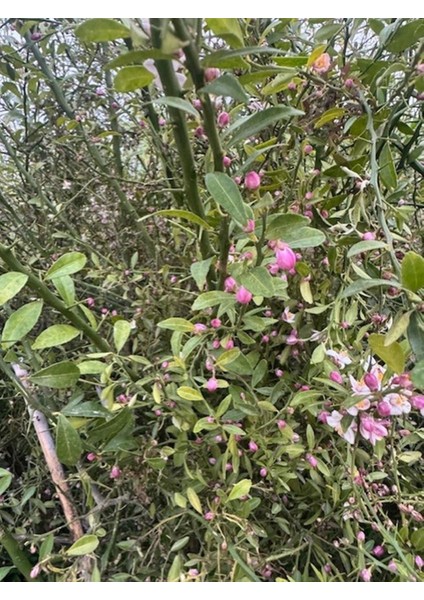 Nadir Bir Çeşit Tüplü Byron Kırmızı Fingerlime(Parmak) Limon Yaş 3 Boy 120-150 cm