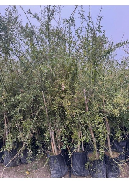 Nadir Bir Çeşit Tüplü Byron Kırmızı Fingerlime(Parmak) Limon Yaş 3 Boy 120-150 cm