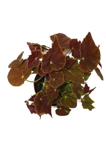 Begonia Rex 'Autumn Ember' (Begonya)