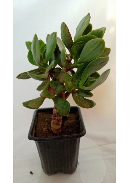 Crassula, Para Ağacı Fide 10-20 cm