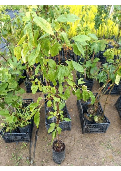 Anjelika Erik Fidanı 100-150 cm – Meyve Veren, Yüksek Verimli, Ba fırsatları