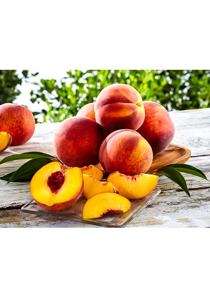 Glohaven Şeftali Fidanı 3 Yaş Tüplü ve Aşılı fiyatları