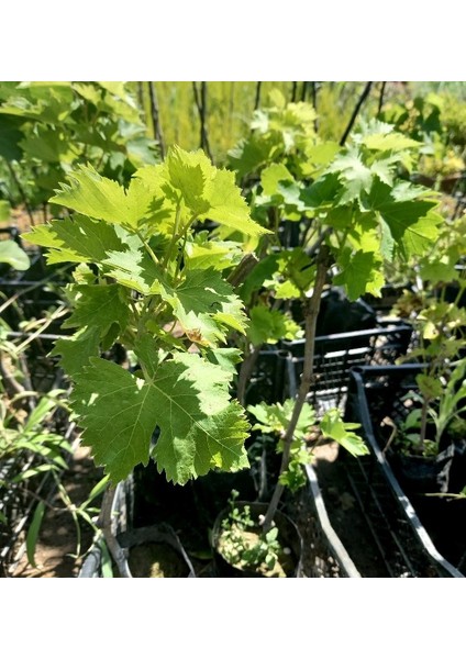 Yalova Incisi Üzüm Fidanı 2 Yaş Tüplü 5 Adet fırsatları