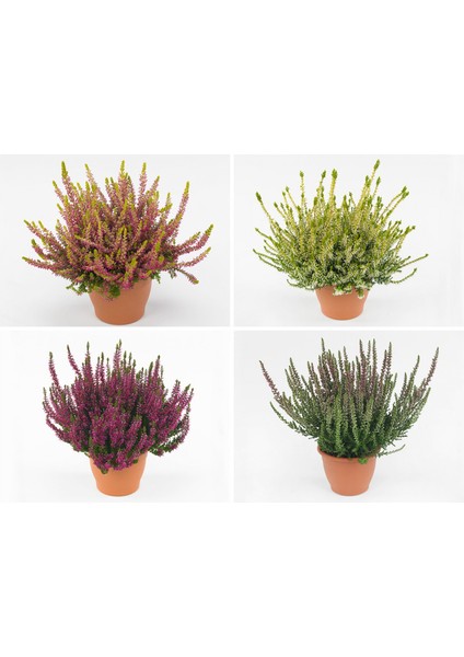Erika (Funda) Çiçeği – Erica Carnea - 3 Adet Saksılı Karışık Renk