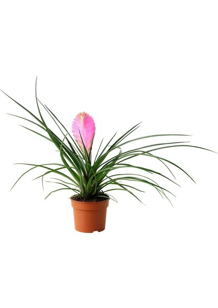 Hava Bitkisi (Tillandsia) Airplant 3 Adet
