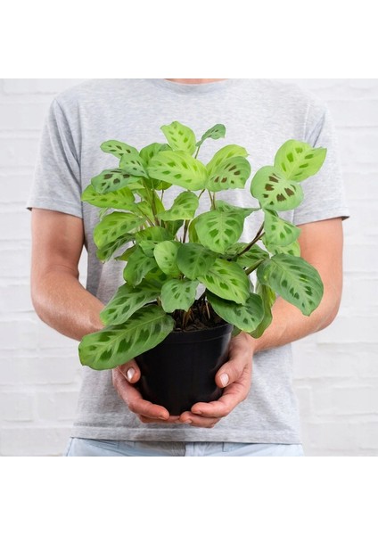 Dua Çiçeği (Maranta Kerchoveana) 20 cm