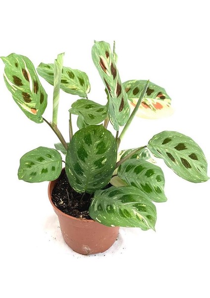 Dua Çiçeği (Maranta Kerchoveana) 20 cm