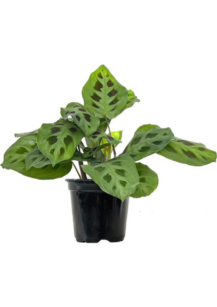 Dua Çiçeği (Maranta Kerchoveana) 20 cm