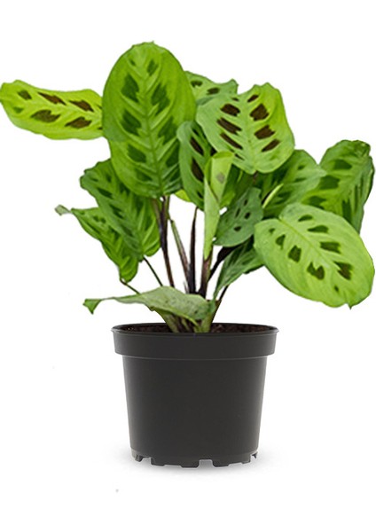 Dua Çiçeği (Maranta Kerchoveana) 20 cm