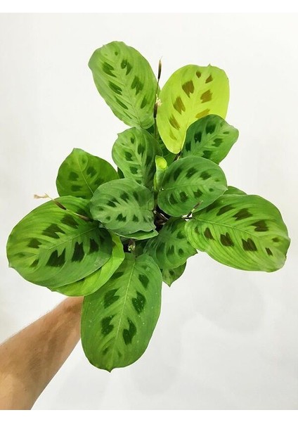 Dua Çiçeği (Maranta Kerchoveana) 20 cm