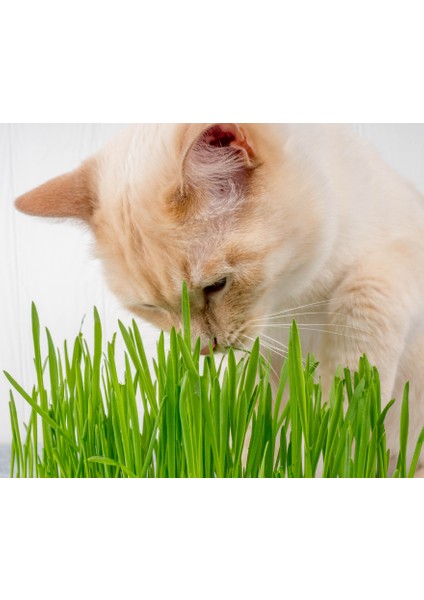 Kedi Çimi 12 cm'lik Saksıda 10 Adet