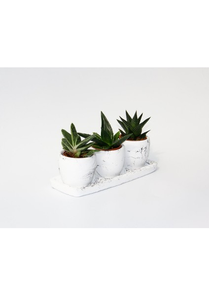 Trio Beyaz Sukulent Seti - Haworthia, Gasteria, Aloe Ferox