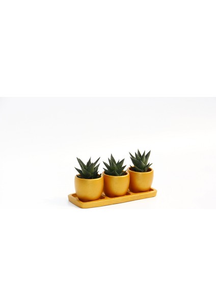 Trio Orange Hediyelik Sukulent Seti - Haworthia Limifolia