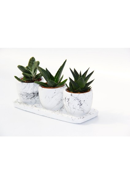Trio Beyaz Sukulent Seti - Haworthia, Crassula Huernia Angolensis fiyatları