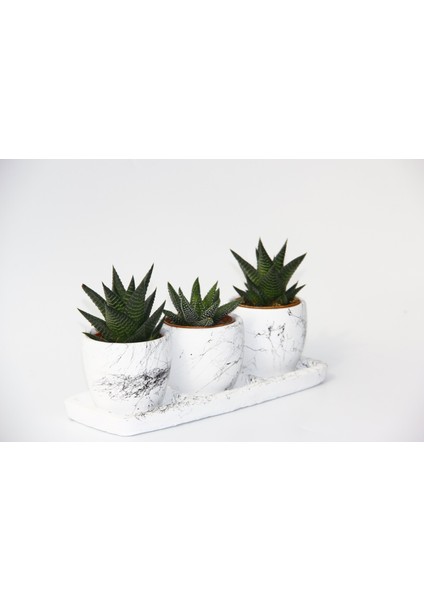 Trio Beyaz Sukulent Seti - Haworthia Pumila, Limifolia