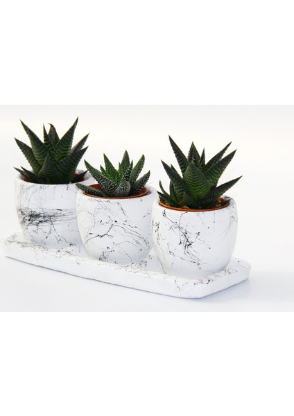 Trio Beyaz Sukulent Seti - Haworthia Pumila, Limifolia