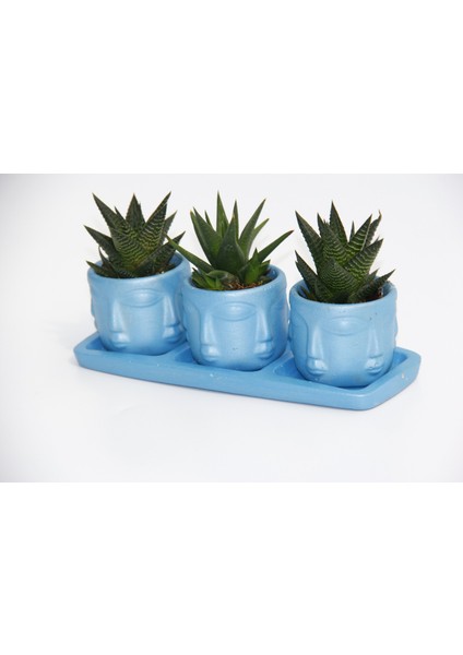 Trio Mavi Adler Sukulent Seti - Haworthia Limifolia, Rigida