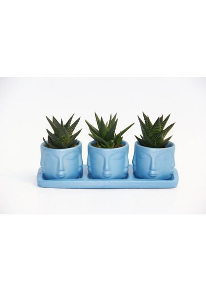 Trio Mavi Adler Sukulent Seti - Haworthia Limifolia, Rigida