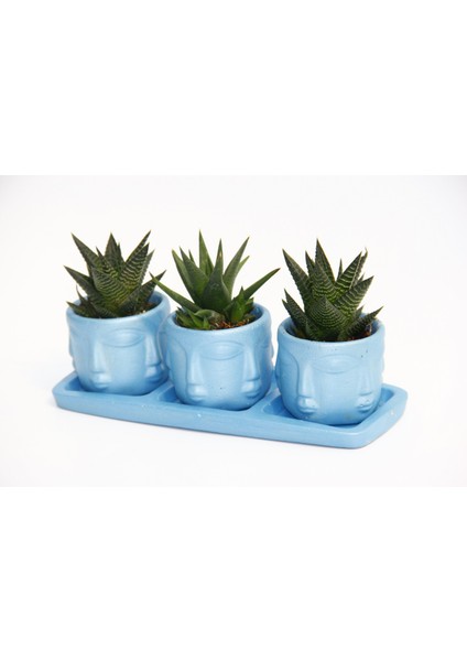 Trio Mavi Adler Sukulent Seti - Haworthia Limifolia, Rigida