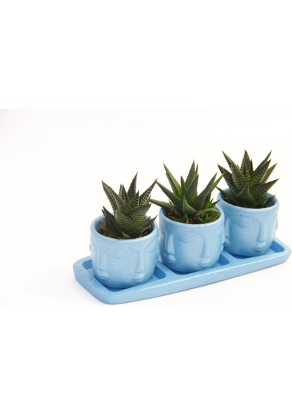 Trio Mavi Adler Sukulent Seti - Haworthia Limifolia, Rigida