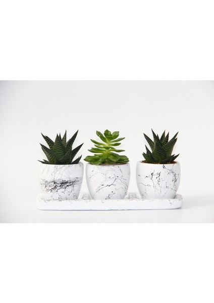 Trio Beyaz Sukulent Seti - Haworthia, Echeveria Emerald