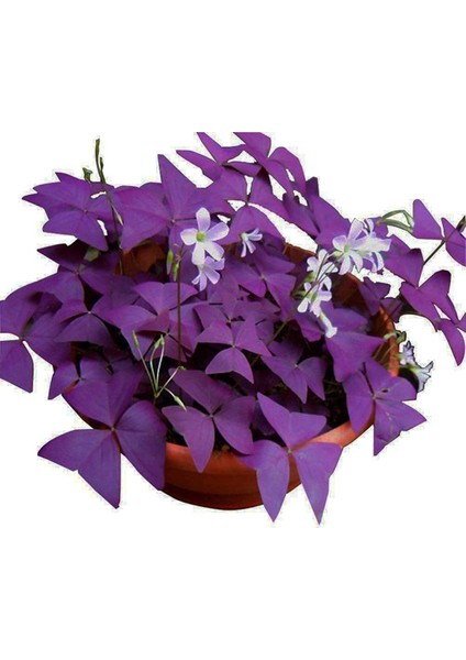 Uyku Çiçeği (Oxalis Triangularis) - Süs Yoncası