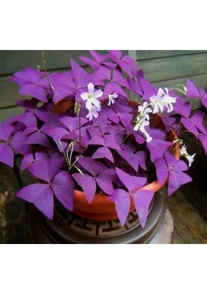 Uyku Çiçeği (Oxalis Triangularis) - Süs Yoncası fiyatları