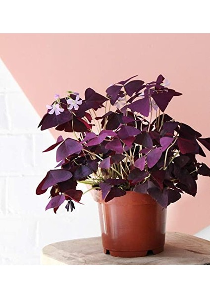 Uyku Çiçeği (Oxalis Triangularis) - Süs Yoncası fırsatları