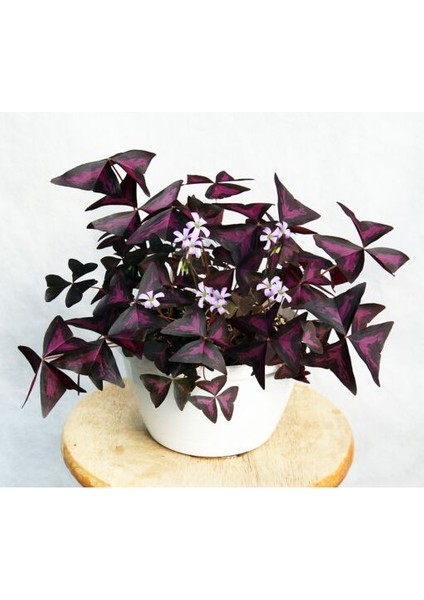 Uyku Çiçeği (Oxalis Triangularis) - Süs Yoncası indirimleri
