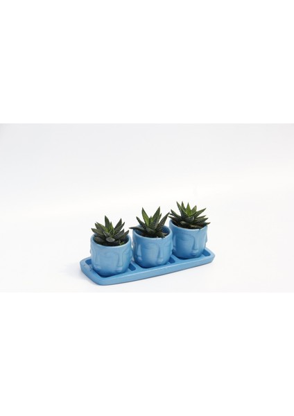 Trio Mavi Adler Sukulent Seti - Haworthia Pumila