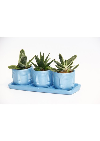 Trio Mavi Adler Sukulent Seti - Gasteria, Haworthia