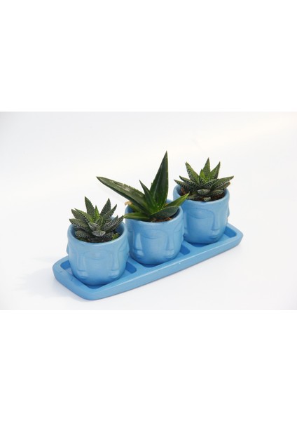 Trio Mavi Adler Sukulent Seti - Haworthia, Aloe Ferox fiyatları