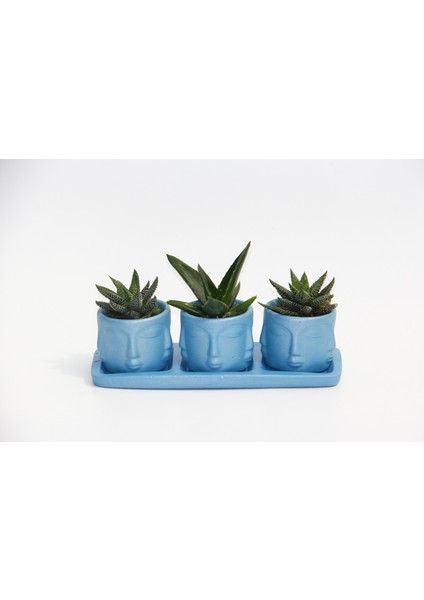 Trio Mavi Adler Sukulent Seti - Haworthia, Aloe Ferox modelleri