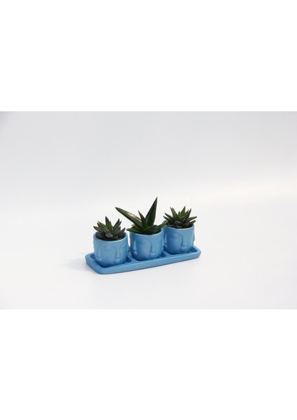 Trio Mavi Adler Sukulent Seti - Haworthia, Aloe Ferox fırsatları