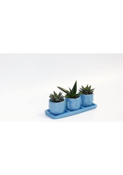 Trio Mavi Adler Sukulent Seti - Haworthia, Aloe Ferox indirimleri
