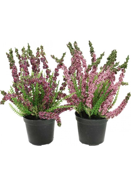 Erika (Funda) Çiçeği – Erica Carnea - Mor fiyatları