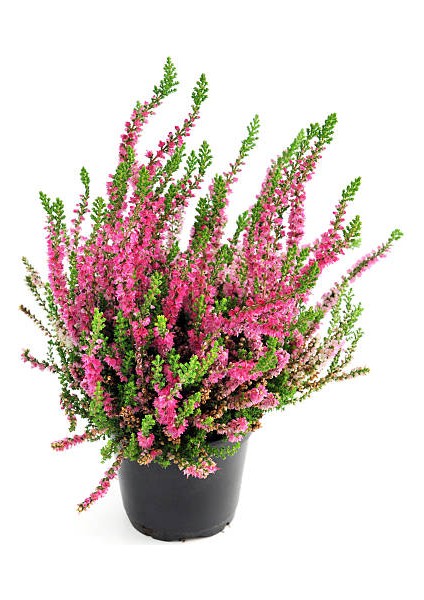 Erika (Funda) Çiçeği – Erica Carnea - Pembe