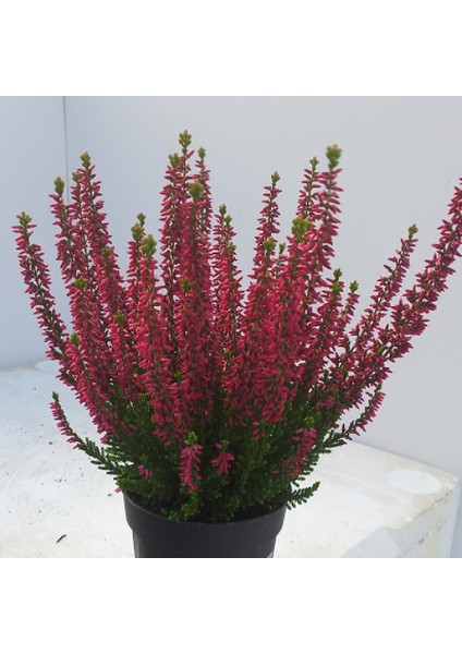 Erika (Funda) Çiçeği – Erica Carnea - Pembe fiyatları