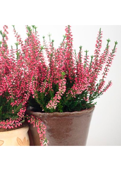 Erika (Funda) Çiçeği – Erica Carnea - Pembe modelleri