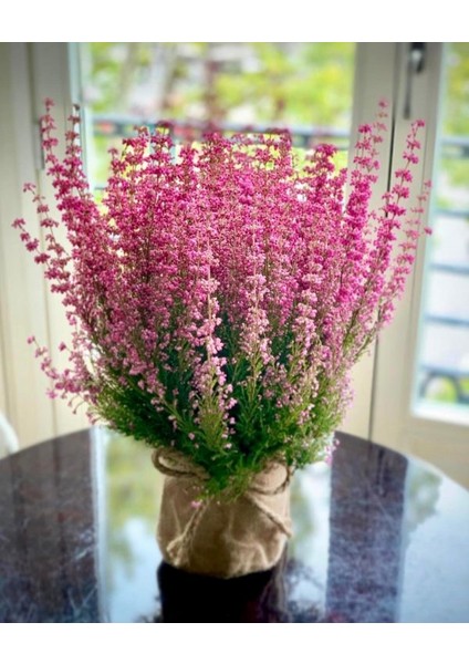 Erika (Funda) Çiçeği – Erica Carnea - Pembe fırsatları