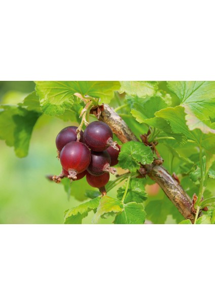 Kırmızı Bektaşi Üzümü Fidanı 10 Adet