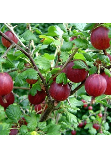 Kırmızı Bektaşi Üzümü Fidanı 10 Adet fiyatları