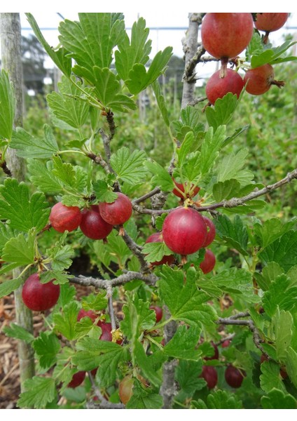 Kırmızı Bektaşi Üzümü Fidanı 5 Adet modelleri