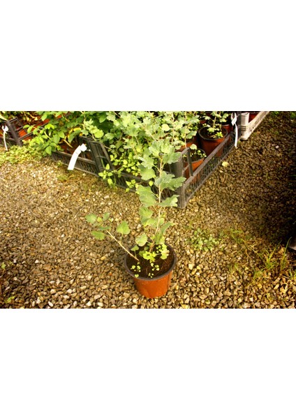 Kırmızı Bektaşi Üzümü Fidanı 5 Adet fırsatları